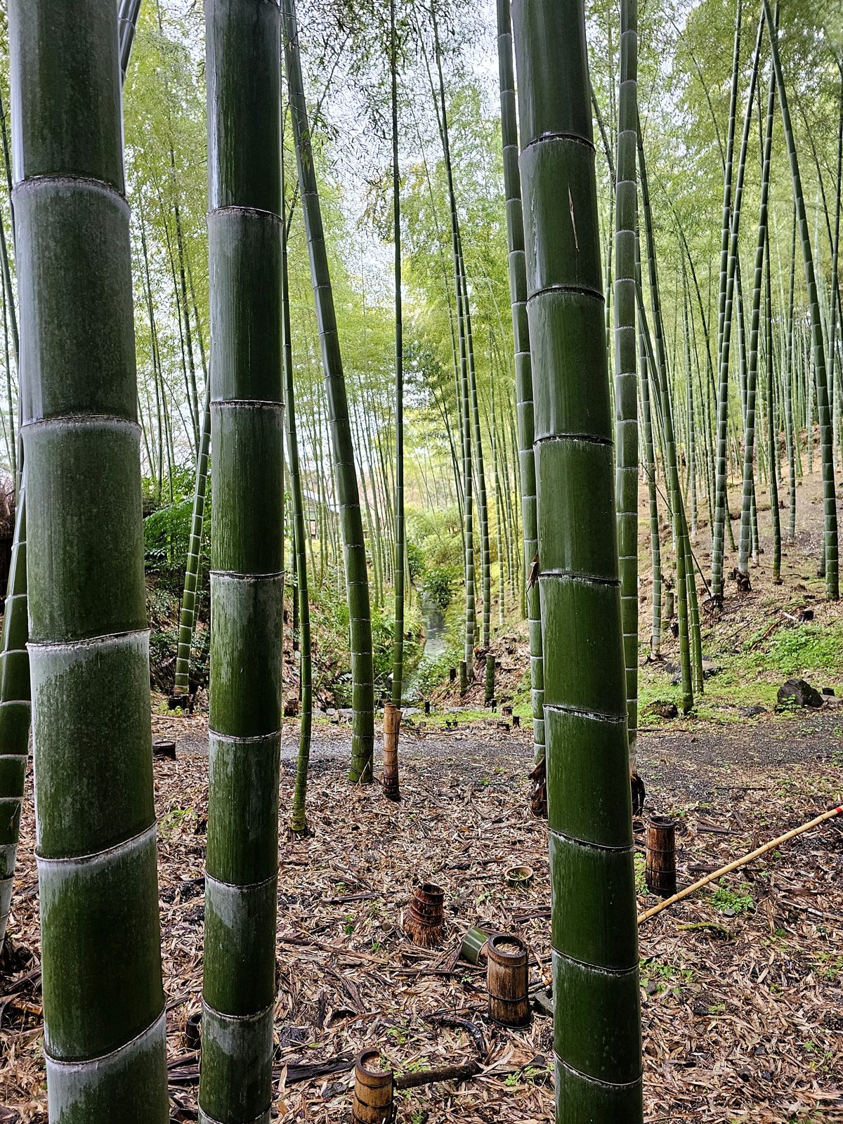 The bamboo grove at Arashiyama
